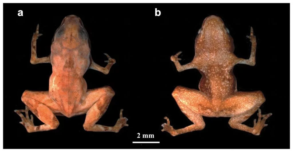 جدایی احتمالی اورونوف از پرسپولیس